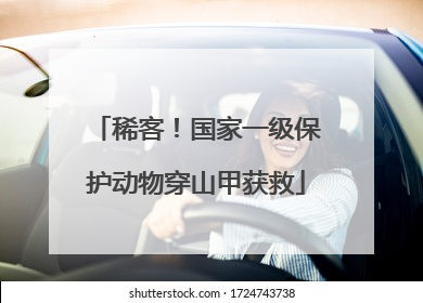 稀客！国家一级保护动物穿山甲获救